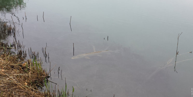 Luccio in Lago Privato 2017