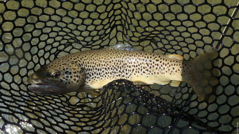 Enzo Bisotti Tail Water Tevere, Giugno 2017