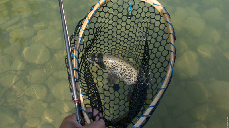 Enzo Bisotti Tail Water Tevere, Giugno 2017