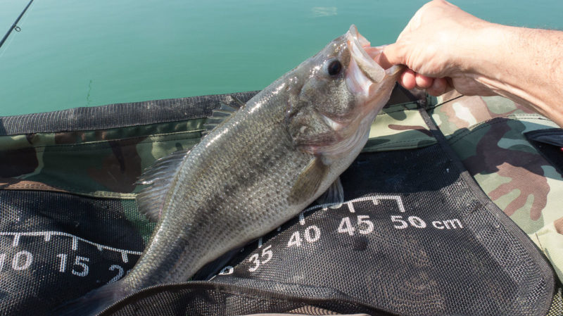Bisotti Enzo con il suo Bass al VIVINATURA di Modena