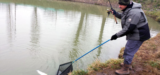 Trota con Guantino Cinese e variante