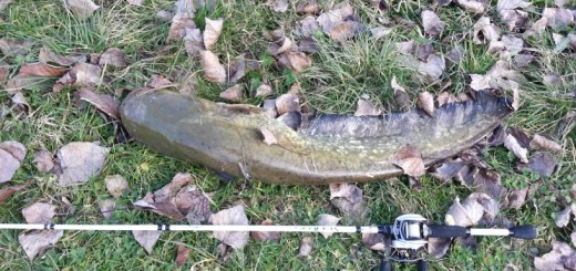 Siluro di GAS sul Po di Primaro