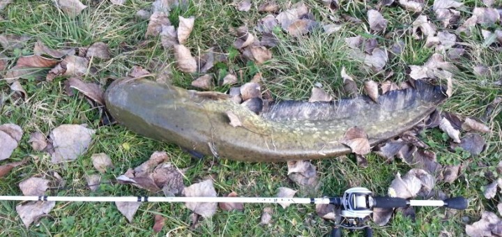 Siluro di GAS sul Po di Primaro