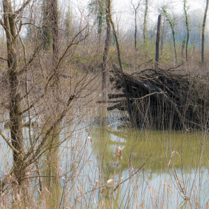 Parco Faunistico attorno alla Baia di Pinocchio - Dozza Imolese - per IoPescoPositivo