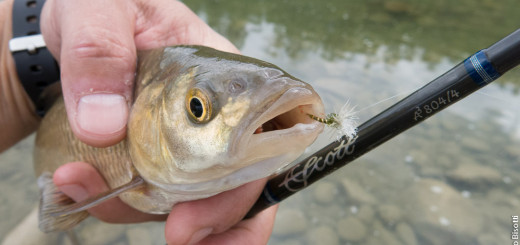 Enzo a mosca, a Lama di Reno per iopescopositivo.it