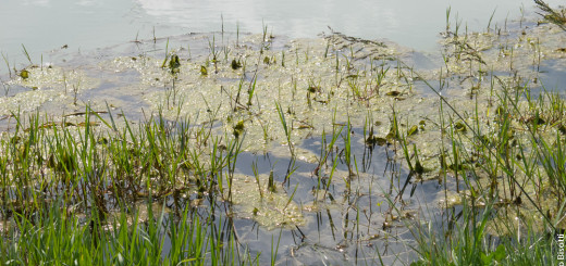 Gastone di Magilla BASS al Poggetto per iopescopositivo.it.
