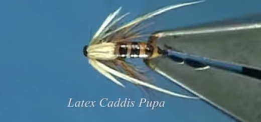 Una perfetta Caddis Pupa in Latex, segnalata da IOPESCOPOSITIVO.it