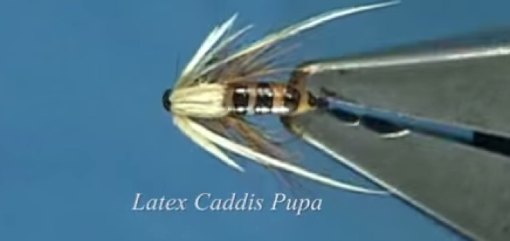 Una perfetta Caddis Pupa in Latex, segnalata da IOPESCOPOSITIVO.it