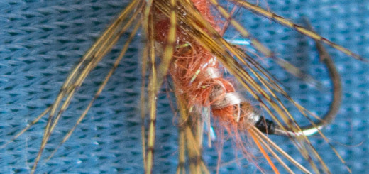 By Enzo Bisotti - Pupa Emergente di Tricottero, per iopescopositivo.it