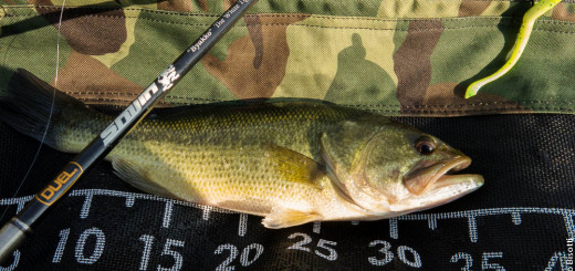 Bas al Verginese per IoPescoPositivo.it By Enzo Bisotti