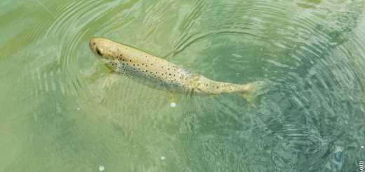 Fario a Ponte Arche Enzo Bisotti per IoPescoPositivo.it