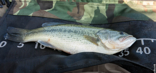 Bass by Enzo Bisotti, per iopescopositivo.it