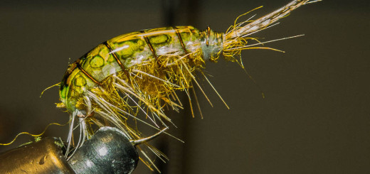Gammarus per Sieve - Enzo Bisotti per IOPESCOPOSITIVO.it