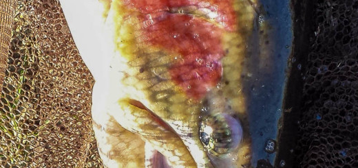 Laghi di Bubano 12-15 - Simone Pezzi