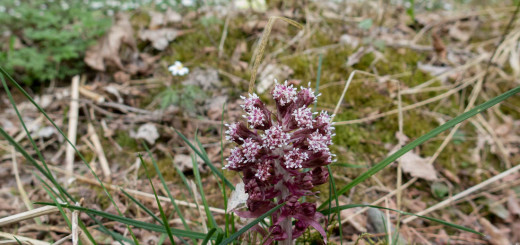 Fiore a Ponte Arche SARCA - 2016 per iopescopositivo.it
